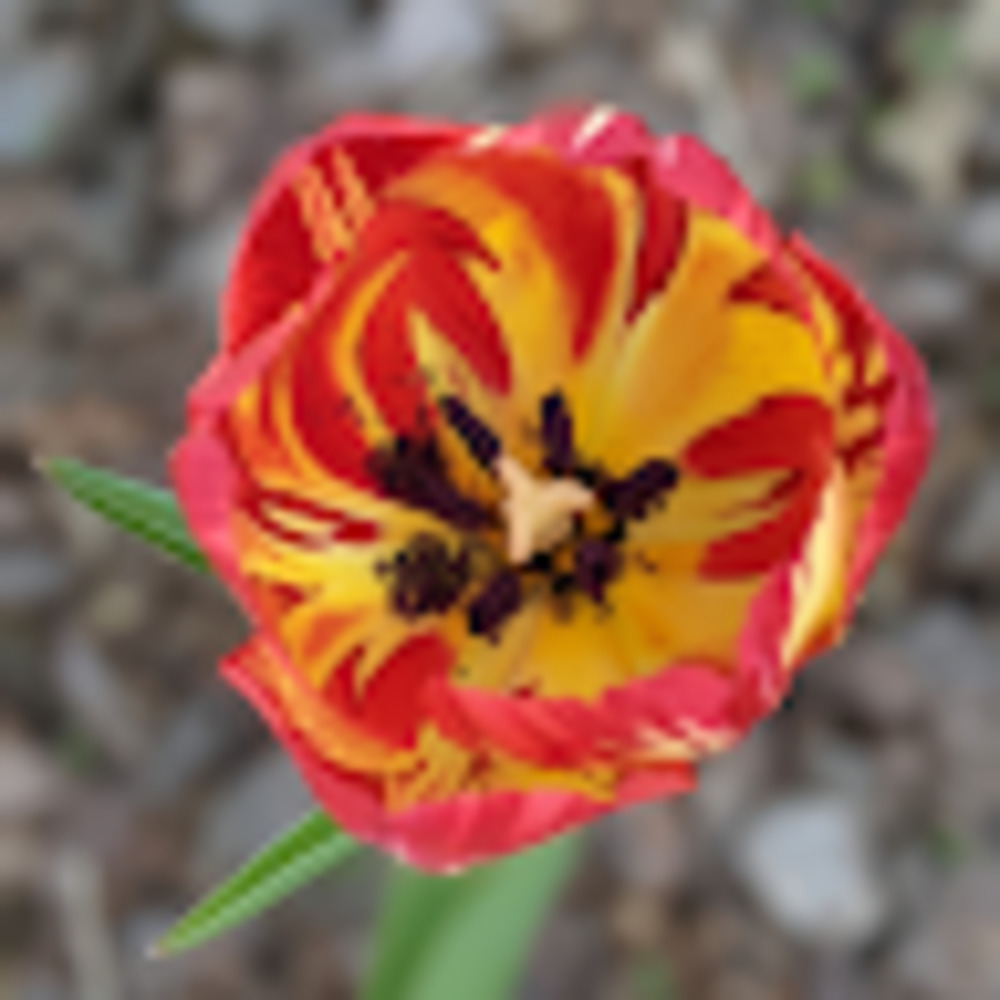 Meet your Posher, Amy B